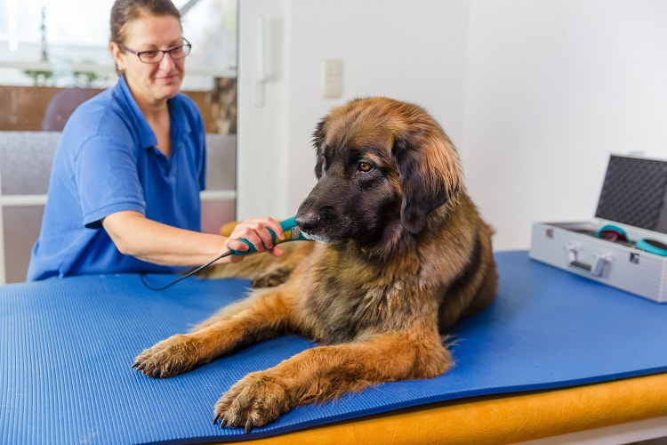 What is animal physiotherapy and will it help my pet? - National  Association of Veterinary Physiotherapists