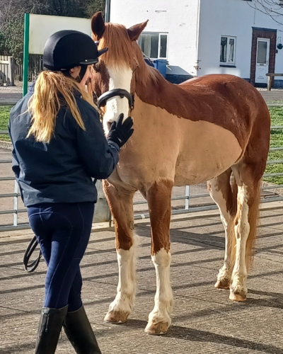Rider holding chestnut horse