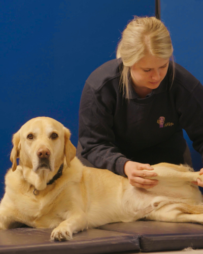 Blonde vert examining a dogs leg