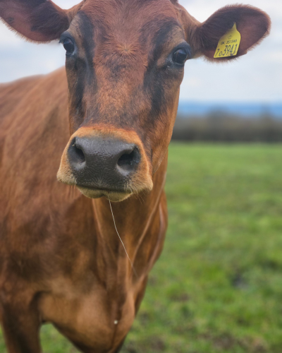 Brown cow in field