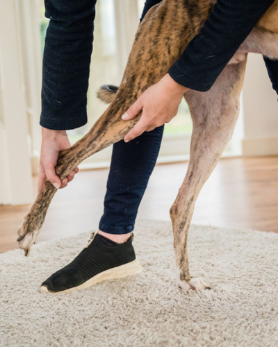 Vet examining a dogs legg
