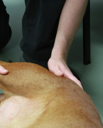 Vet examining dogs leg