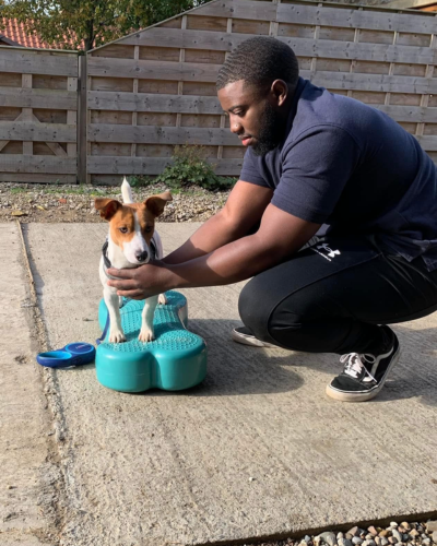 Small dog being held on a blue bone by vet