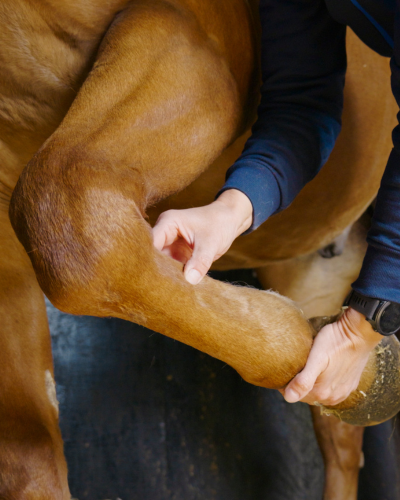Vet holding up horses leg