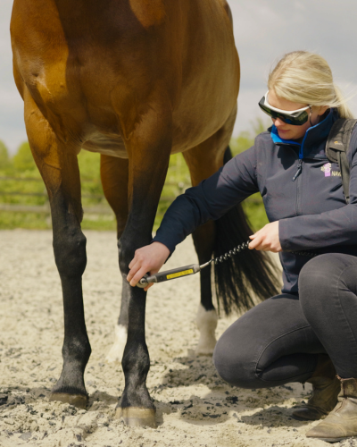 Blonde vet examining bay horse leg